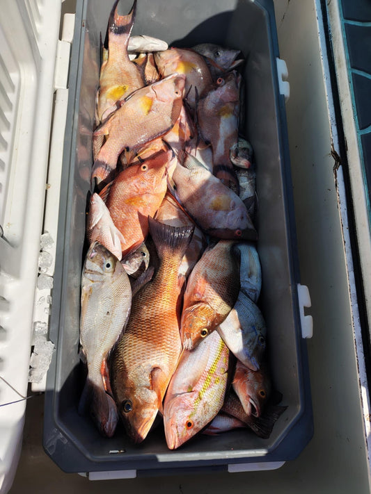 A catch of fresh hogfish and snapper in a gray fishing cooler.